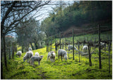 Foot Trodden - Portugal and the Wines That Time Forgot